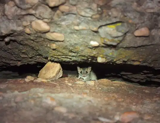 Picture of a fawn antechinus (Antechinus bellus)