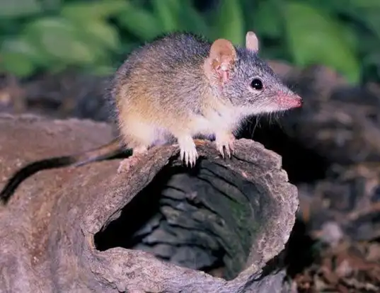 Picture of a yellow-footed antechinus (Antechinus flavipes)