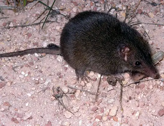 Picture of a dusky antechinus (Antechinus swainsonii)