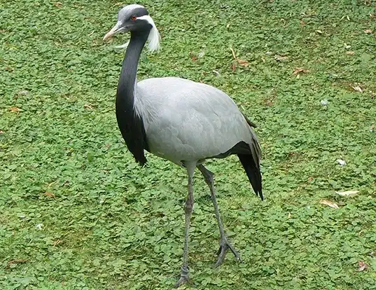 Picture of a demoiselle crane (Anthropoides virgo)