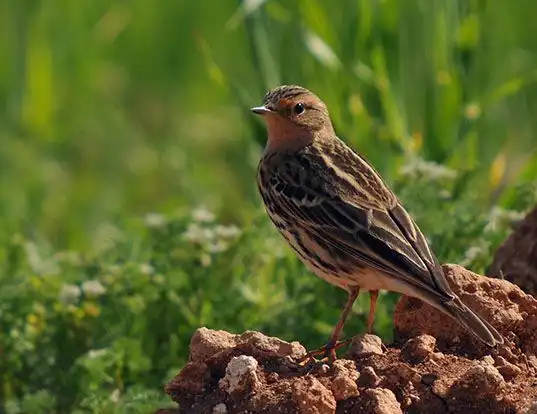 Picture of a red-throated pipit (Anthus cervinus)