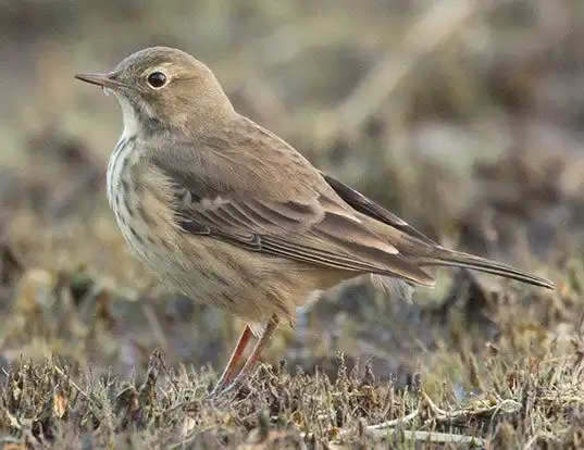 Picture of a american pipit (Anthus rubescens)