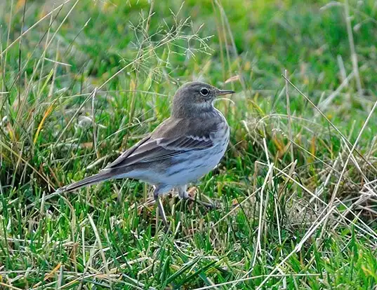 Picture of a water pipit (Anthus spinoletta)