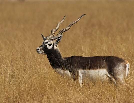 Picture of a blackbuck (Antilope cervicapra)
