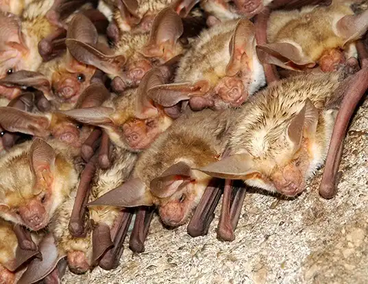 Picture of a pallid bat (Antrozous pallidus)