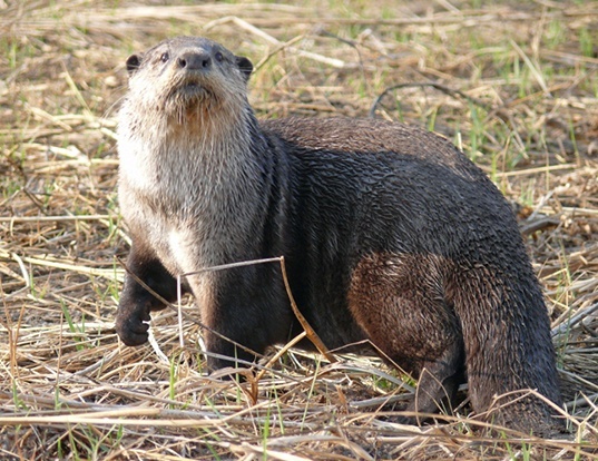 Picture of a african clawless otter (Aonyx capensis)