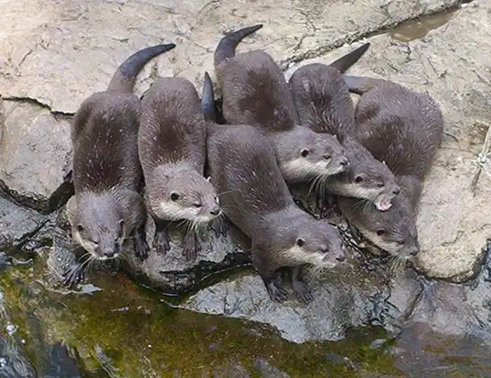 Picture of a asian small-clawed otter (Aonyx cinerea)