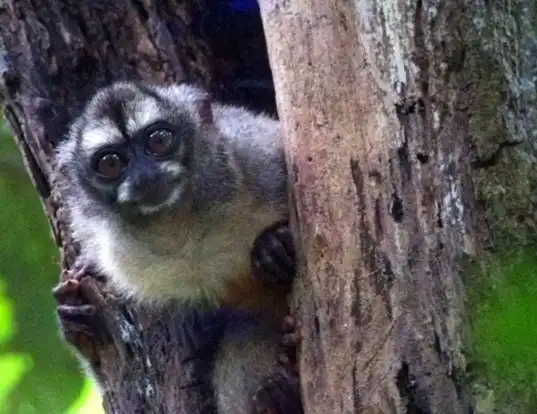 Picture of a colombian night monkey (Aotus lemurinus)