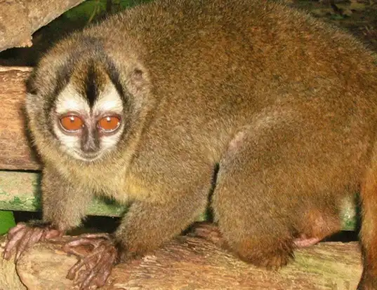 Picture of a spix's night monkey (Aotus vociferans)