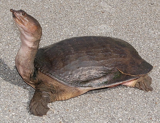 Picture of a florida softshell turtle (Apalone ferox)