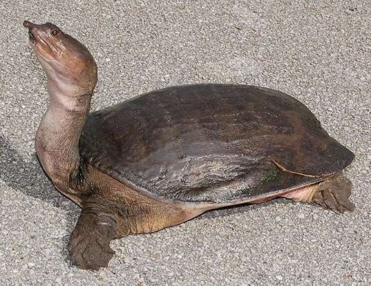 Picture of a florida softshell turtle (Apalone ferox)