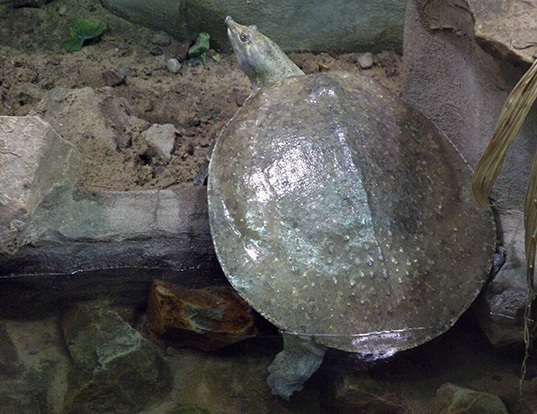 Picture of a spiny softshell turtle (Apalone spinifera)