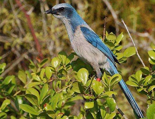 Picture of a florida scrub-jay (Aphelocoma coerulescens)
