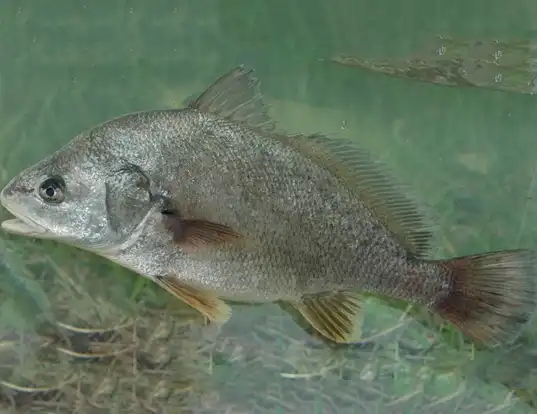 Picture of a freshwater drum (Aplodinotus grunniens)