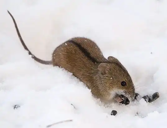 Picture of a striped field mouse (Apodemus agrarius)
