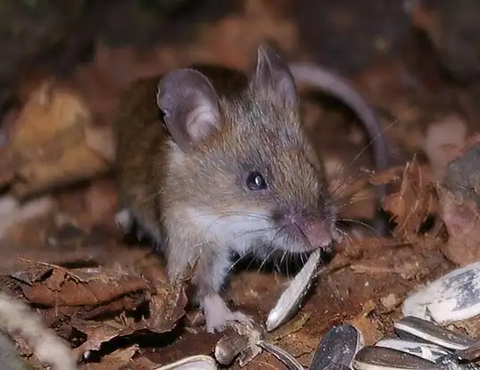 Picture of a small japanese field mouse (Apodemus argenteus)