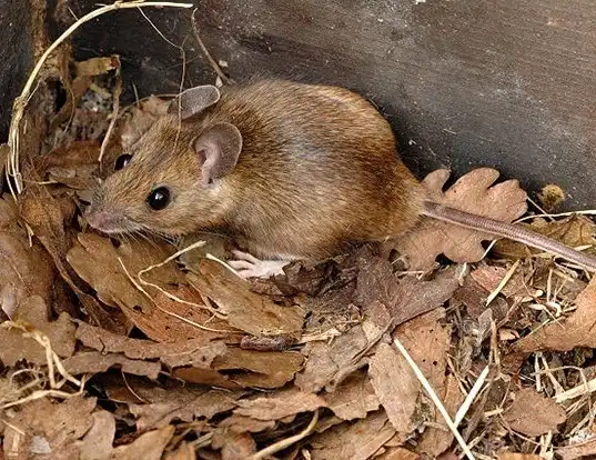 Picture of a yellow-necked field mouse (Apodemus flavicollis)