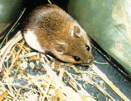Picture of a korean field mouse (Apodemus peninsulae)