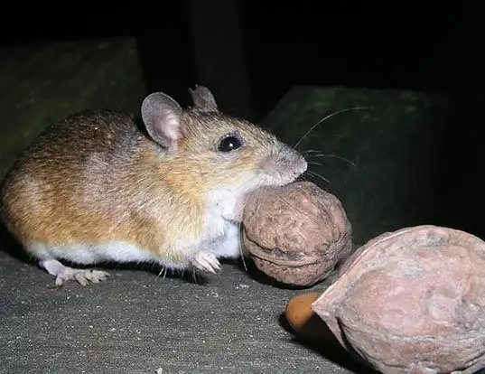 Picture of a large japanese field mouse (Apodemus speciosus)