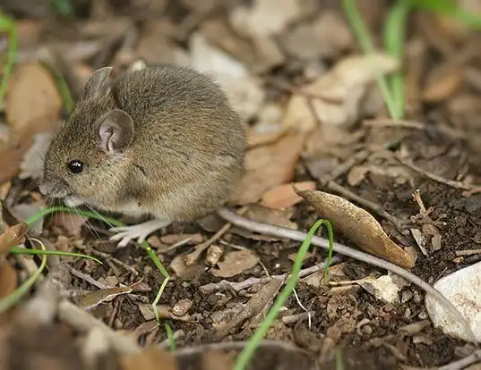 Picture of a long-tailed field mouse (Apodemus sylvaticus)