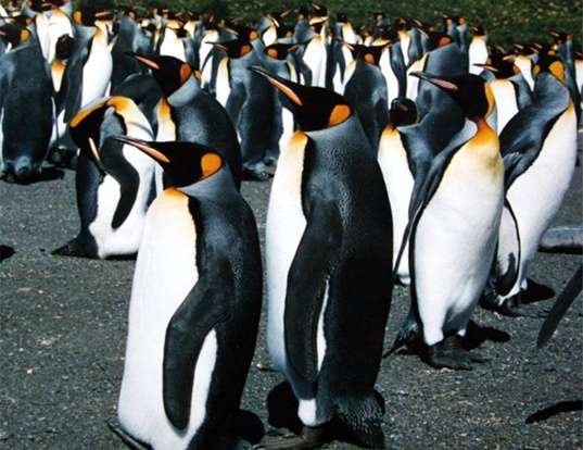 Picture of a king penguin (Aptenodytes patagonicus)