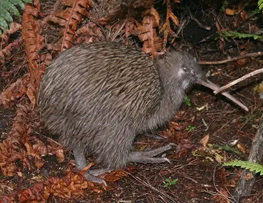 Picture of a southern brown kiwi (Apteryx australis)