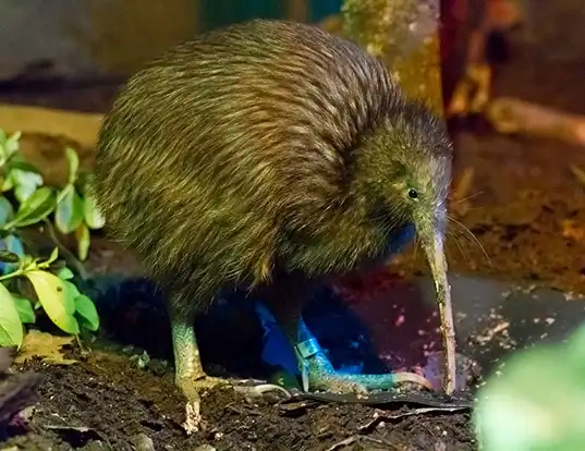 Picture of a northern brown kiwi (Apteryx mantelli)