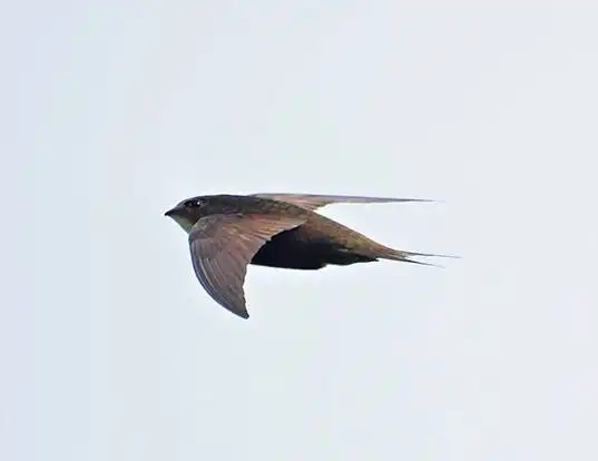 Picture of a swift (Apus apus)