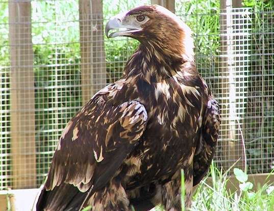 Picture of a spanish imperial eagle (Aquila adalberti)