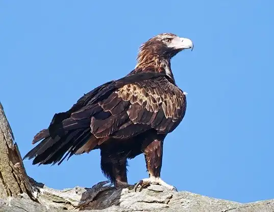Picture of a wedge-tailed eagle (Aquila audax)