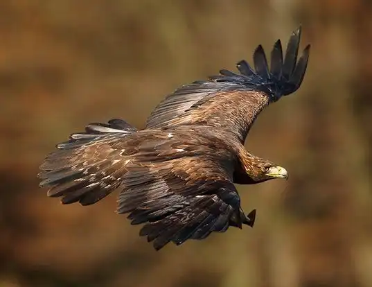 Picture of a golden eagle (Aquila chrysaetos)