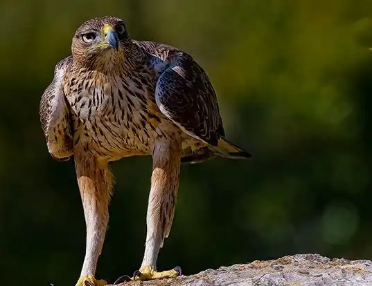 Picture of a bonelli's eagle (Aquila fasciata)