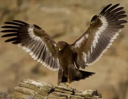 Picture of a steppe eagle (Aquila nipalensis)