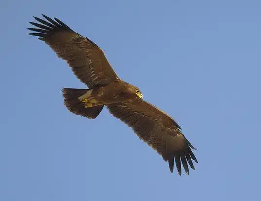 Picture of a lesser spotted eagle (Aquila pomarina)