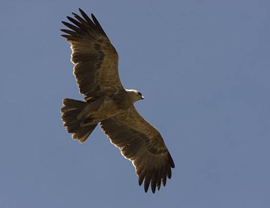 Picture of a tawny eagle (abyssinian) (Aquila rapax belisarius)