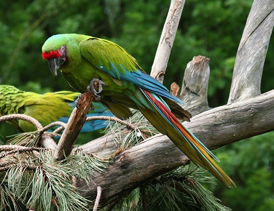 Picture of a great green macaw (Ara ambiguus)