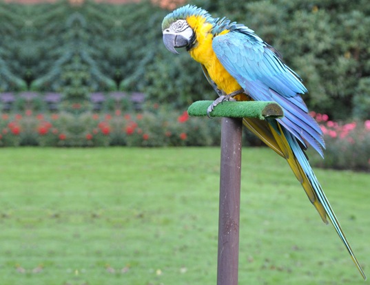 Picture of a blue and yellow macaw (Ara ararauna)