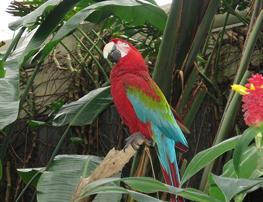Picture of a red-and-green macaw (Ara chloropterus)