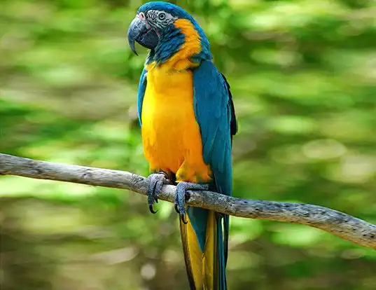 Picture of a blue-throated macaw (Ara glaucogularis)