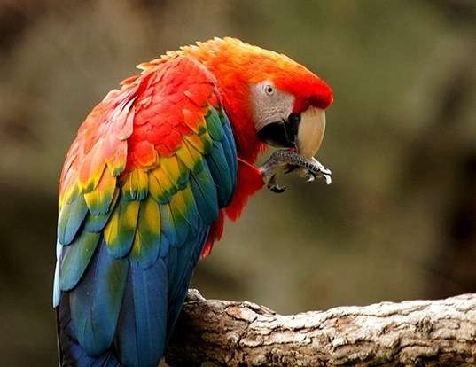 Picture of a scarlet macaw (Ara macao)