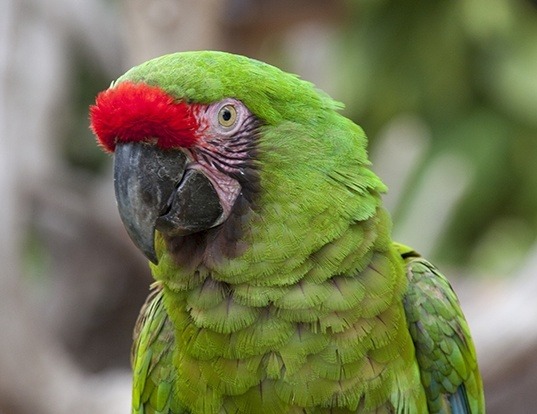 Picture of a military macaw (Ara militaris)
