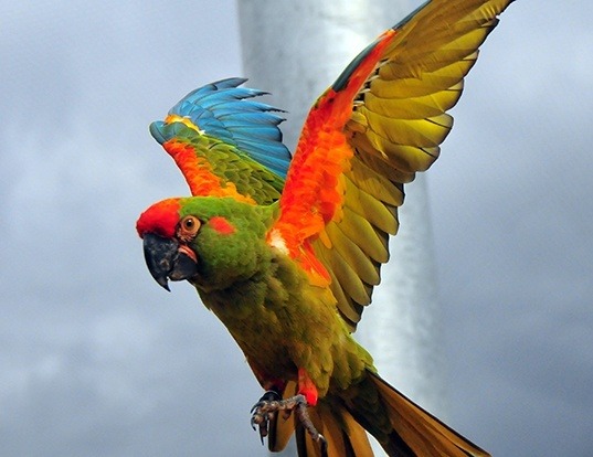 Picture of a red-fronted macaw (Ara rubrogenys)