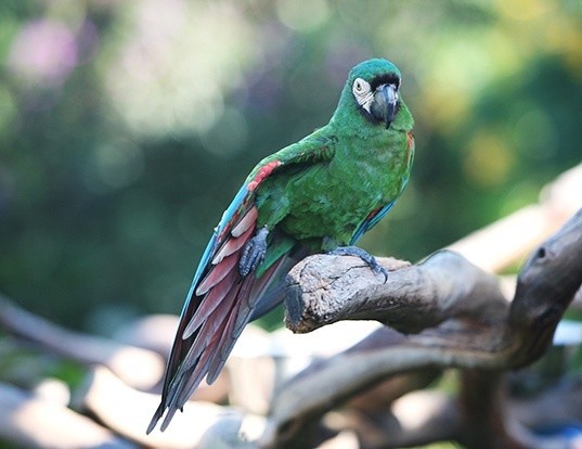 Picture of a chestnut-fronted macaw (Ara severus)