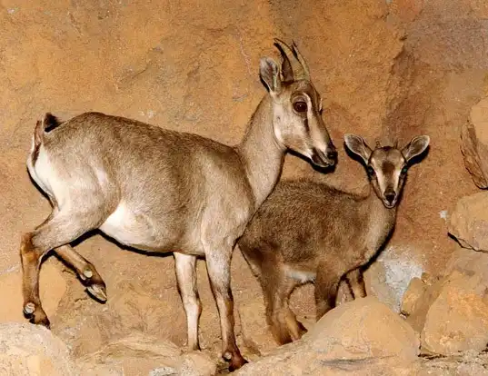 Picture of a arabian tahr (Arabitragus jayakari)