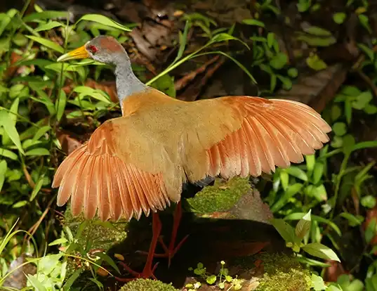 Picture of a grey-necked wood rail (Aramides cajaneus)