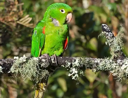 Picture of a green parakeet (Aratinga holochlora)