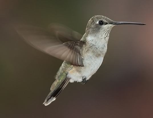 Picture of a black-chinned hummingbird (Archilochus alexandri)