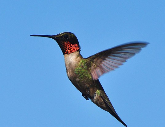 Picture of a ruby-throated hummingbird (Archilochus colubris)
