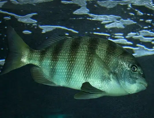 Picture of a sheepshead (Archosargus probatocephalus)