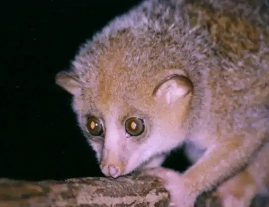 Picture of a calabar angwantibo (Arctocebus calabarensis)